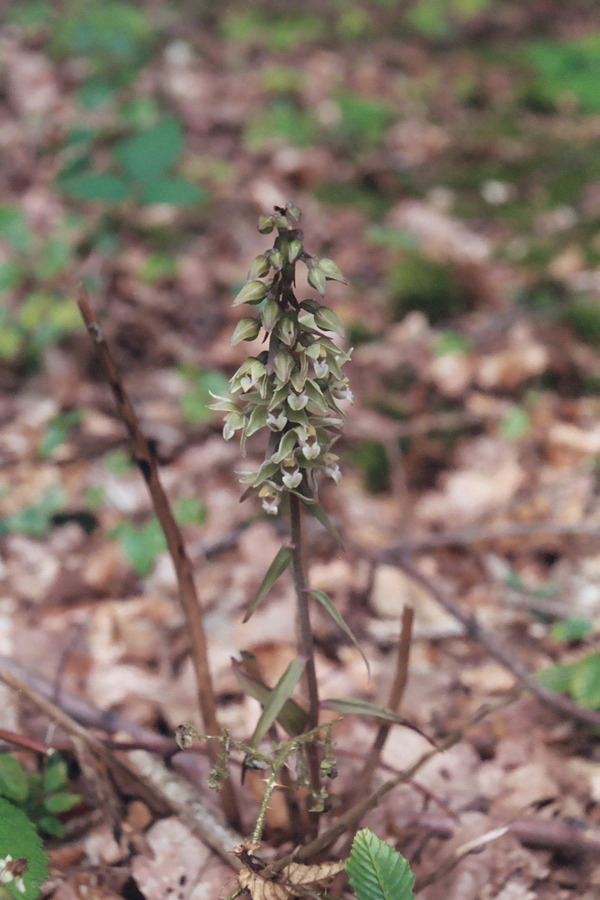 Violet Helleborine, Roundhill Wood, 16th August, 2004